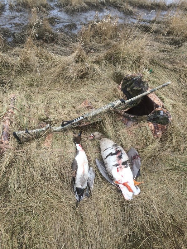 Белолобик уже в НСО