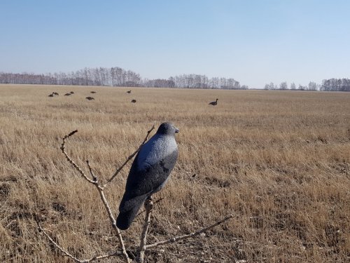 Вторая поездка на гуся