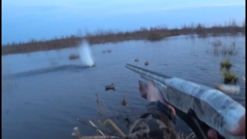 Охота на селезня "Отличная утрянка 2019" (Duck hunting-2)