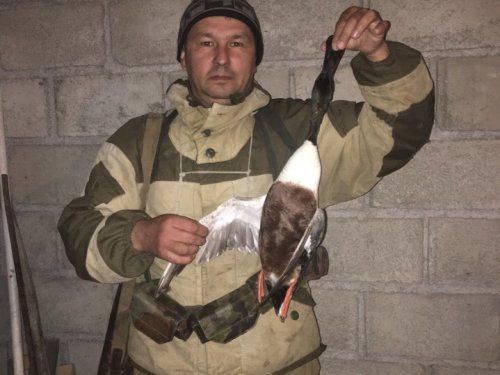 Селезень широконоски
