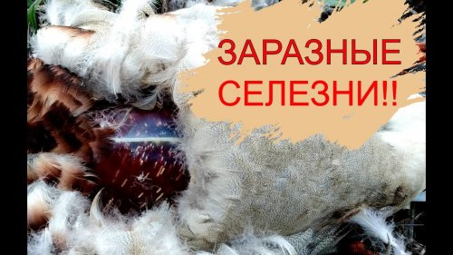 ЗАРАЖЕННЫЕ СЕЛЕЗНИ!!!ОПАСНО для ЧЕЛОВЕКА!!!Охота на селезня весной.САРКОЦИСТОЗ.