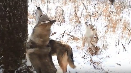 Музыка охоты: лайки чуют соболя