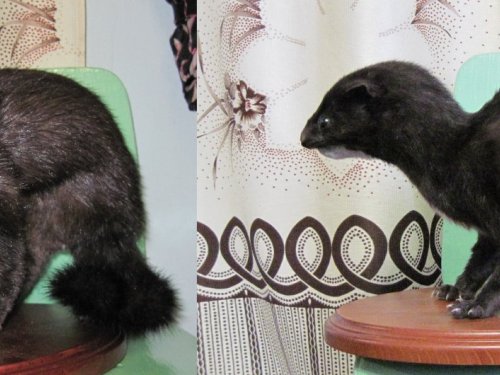 норка