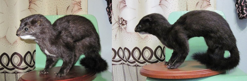 норка