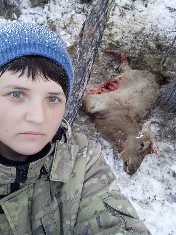 Волки задрали молодого изюбря шильника