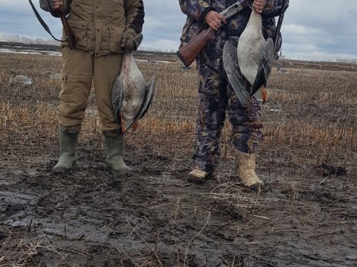 Гуси 2019