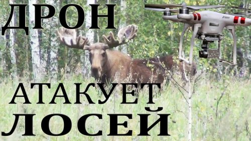 Дрон атакует лосей