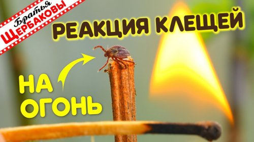 РЕАКЦИЯ КЛЕЩЕЙ НА ОГОНЬ или почему нельзя ЖЕЧЬ СУХУЮ ТРАВУ… (Братья Щербаковы)