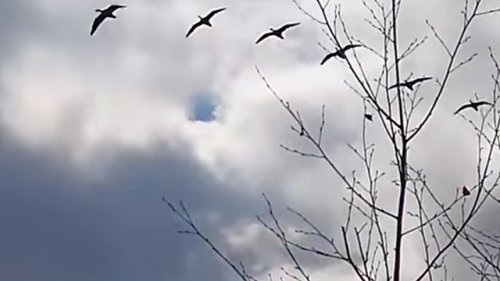 Море гуся. Посадил гусей без профилей