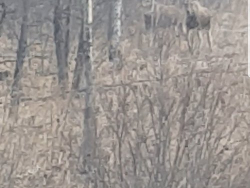 Встретил утром перед охотой