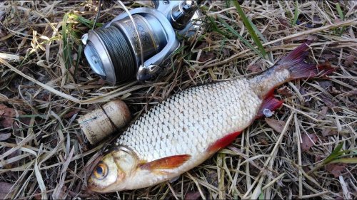 НА ЧТО ЛУЧШЕ КЛЮЕТ РЫБА ? Ловля на попла- поппер.What is better pecking fish Catching popper.