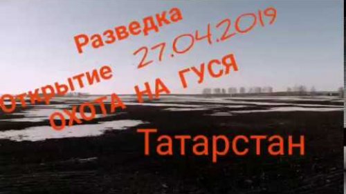 #охотанагуся #гусинаяохота#goosehunting#goosehunting # Охота на ГУСЯ 2019, РАЗВЕДКА в Татарстане .