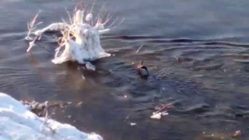 Зимовка уток в Иркутске