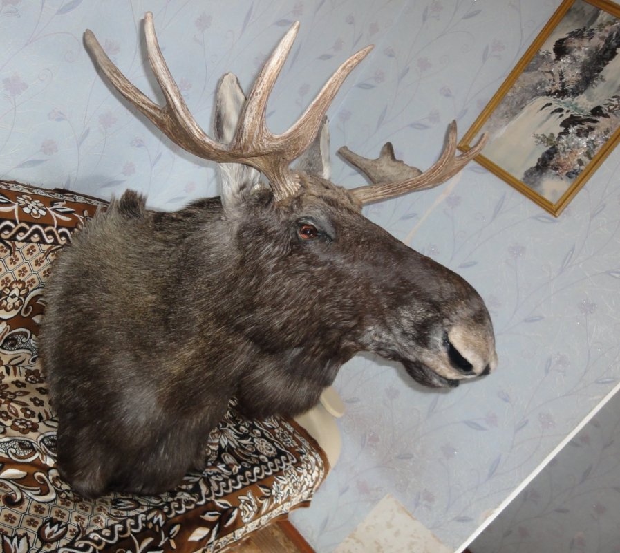 Лось