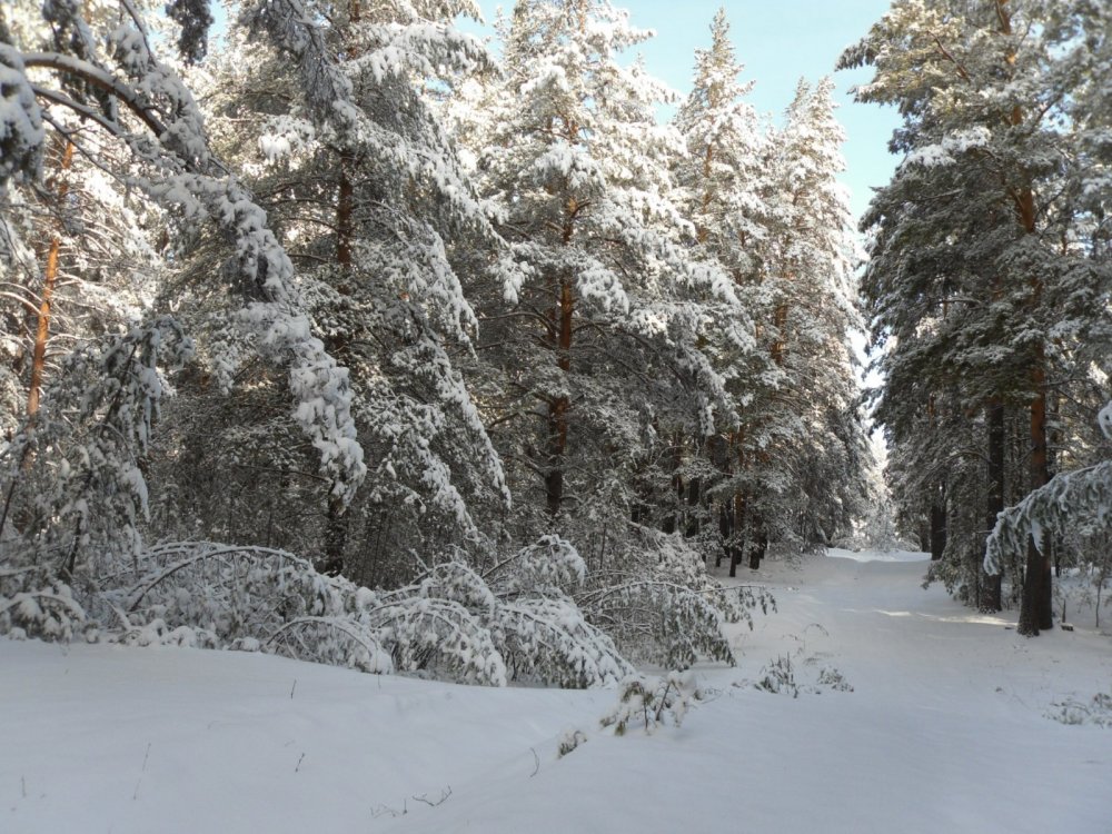 Весенний лес 16.04.2019г