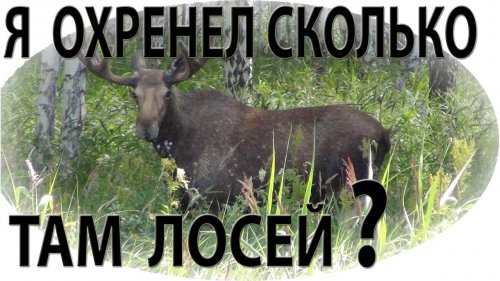 Я охренел сколько там лосей