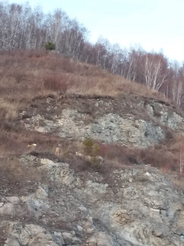 Косульки весной