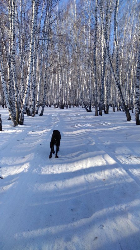 Запах весеннего леса