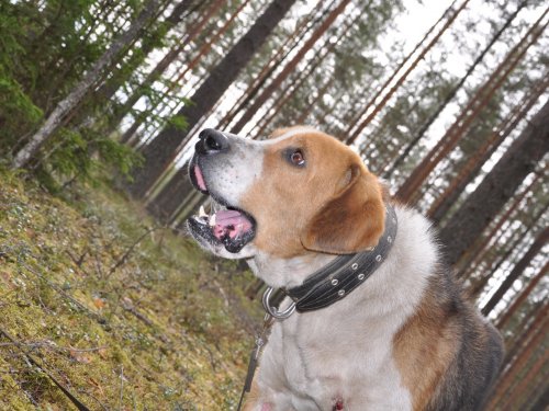 Красавчик мой