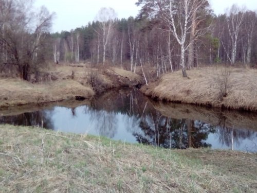 Лесная речка