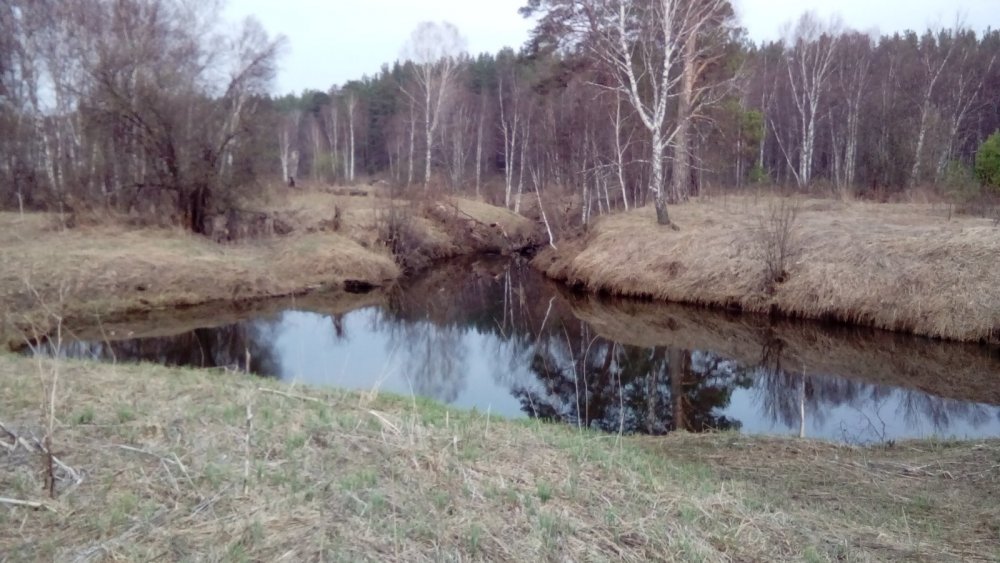 Лесная речка