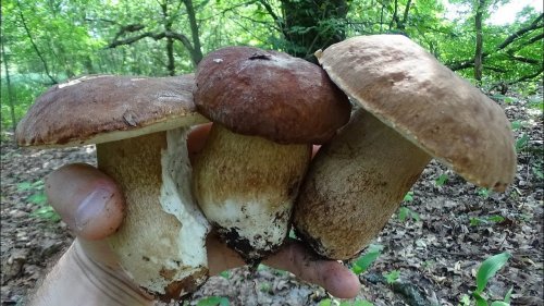 ЗА БЕЛЫМИ ГРИБАМИ. КАК  ВЫРАСТИТЬ  БЕЛЫЕ ГРИБЫ