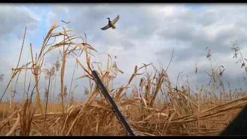 Охота на селезня "Вечерка в родных краях"