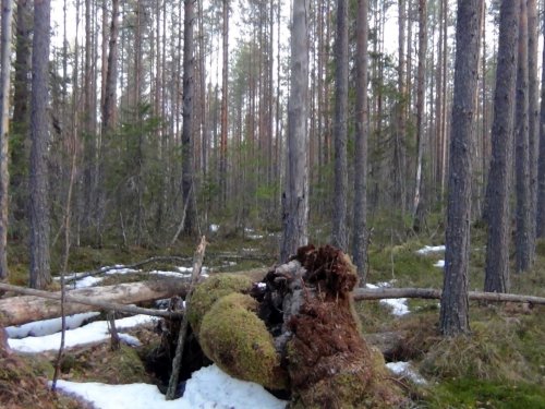 По глухарю