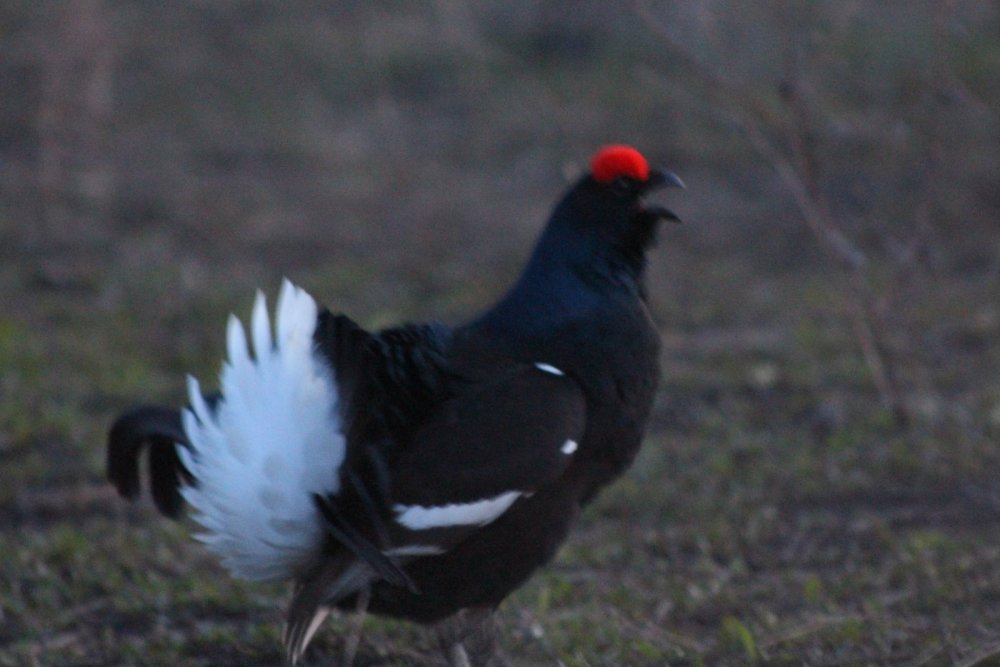 В утренних сумерках.