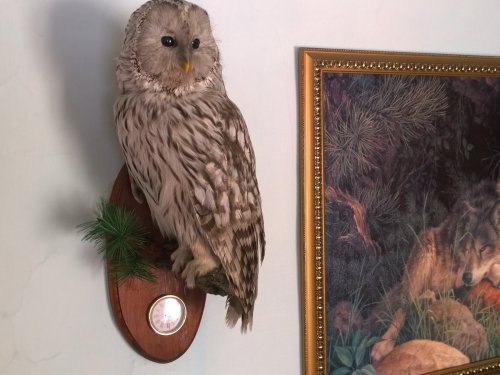 Сова