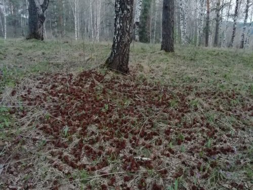Кто говорил, что на березе шишки не растут!