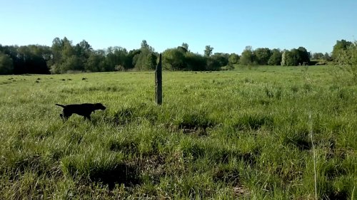 Работа по бекасу.