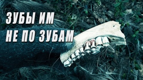 Поход в лес. Волки загрызли зверя. Сожрали даже кожу. Добрые походы.