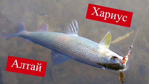 Вечерняя Рыбалка на Озере Тальмень