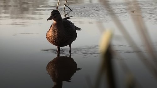 Охота на утку с чучелами и как подсадные остались не у дел.