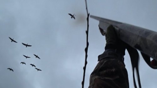 Охота на гусей "Дробь №3" (goose hunting)