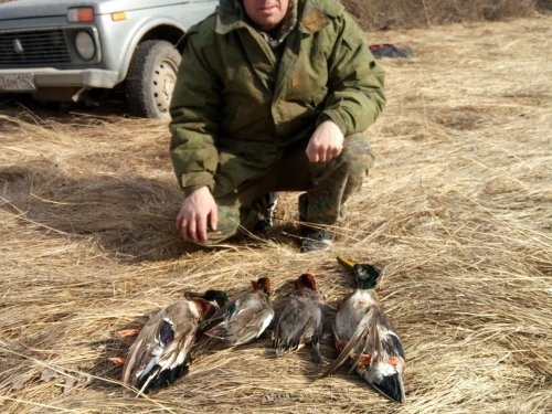 Весенние селезни