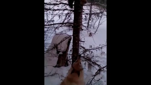 Охота с ЗСЛ