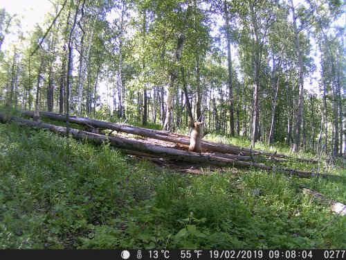 Фото  трофеи.