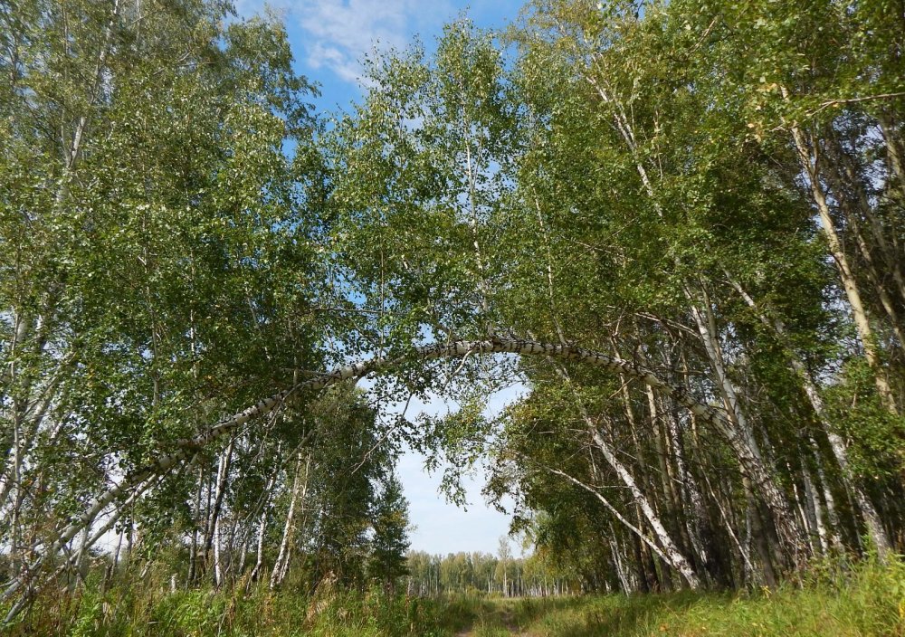 Жизни суть.