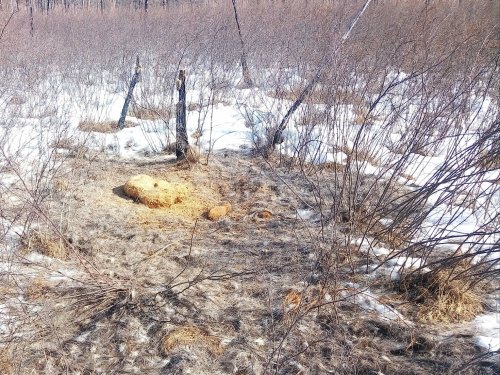 Ни рожек,ни ножек