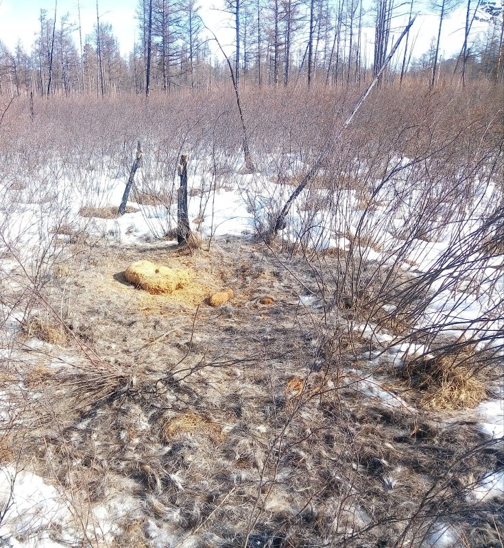 Ни рожек,ни ножек