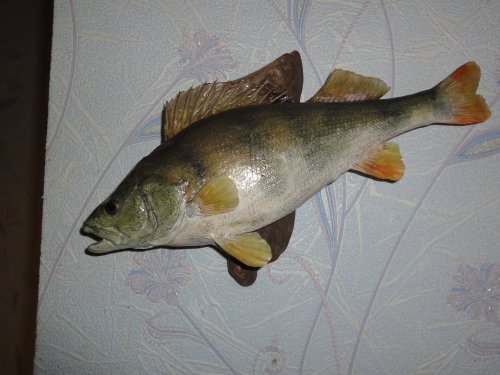 Окунь
