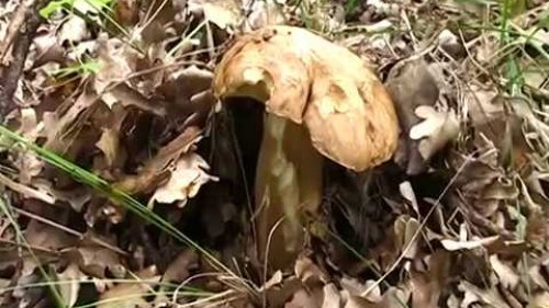 За белыми грибами , Грибные места
