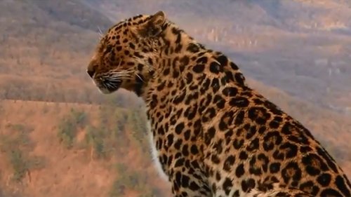 В поисках Дальневосточного леопарда и Амурского тигра