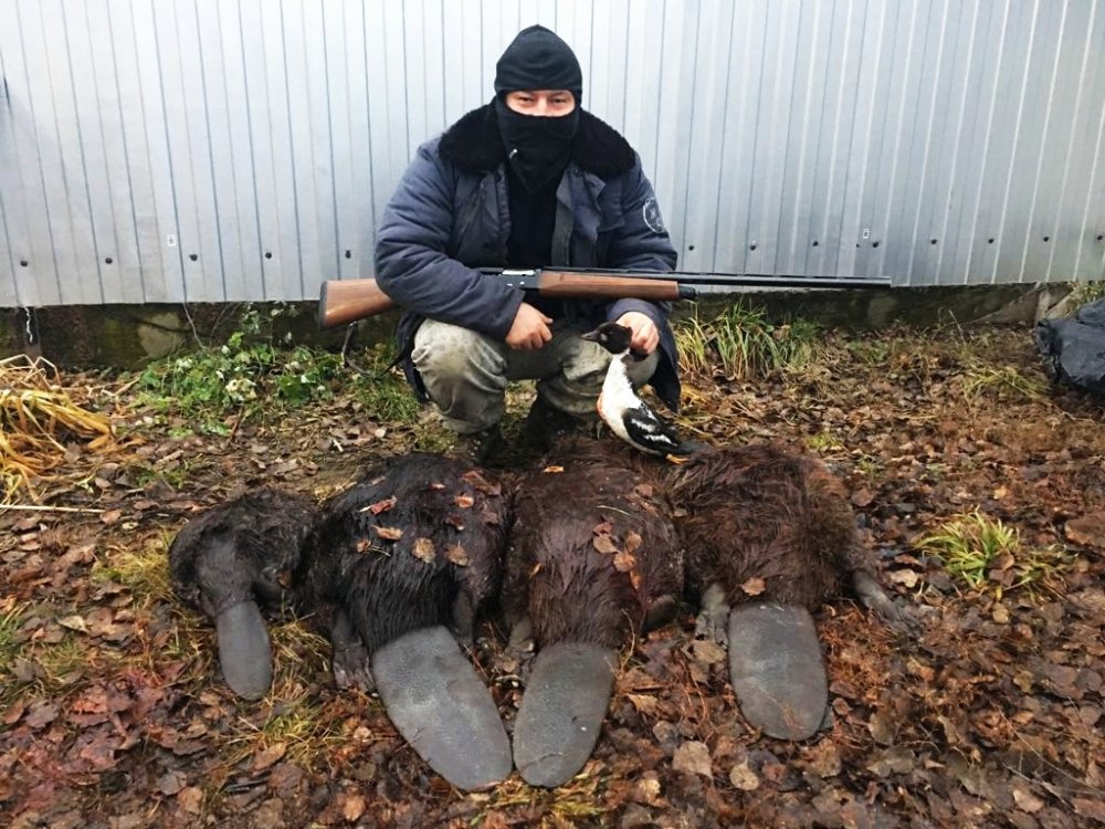 когда с уткой не повезло