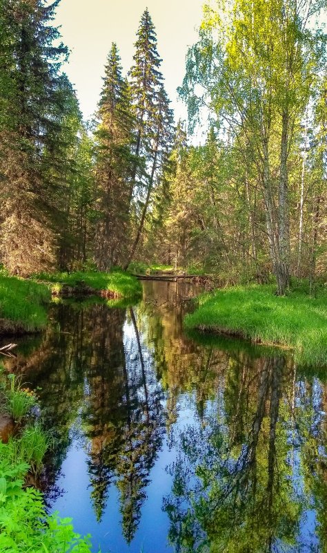 лесная речка