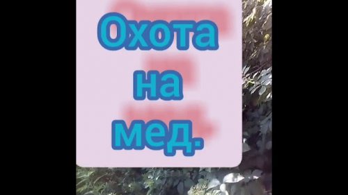 Охота на мед.16.06.19.