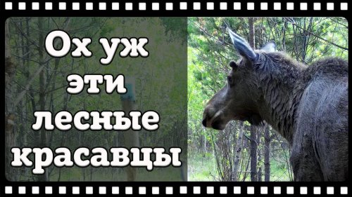 Лоси атаковали наши солонцы.