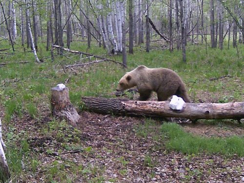 Фото с ловушек